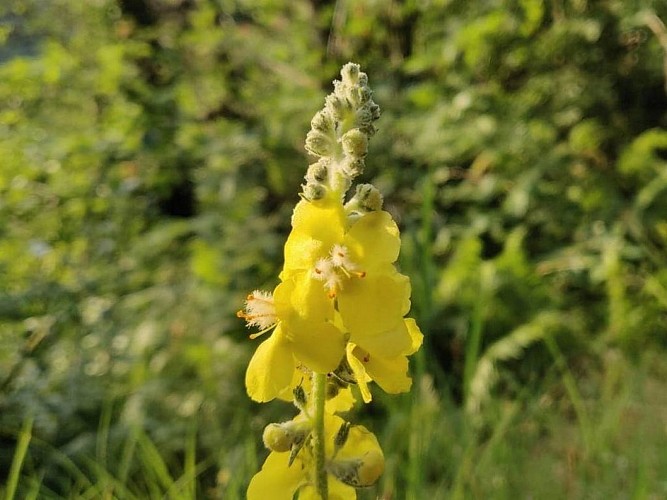 Espace VTT Massif de l'Aigoual - Circuit 2