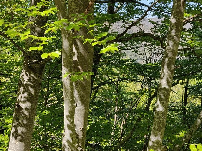 Espace VTT Massif de l'Aigoual - Circuit 2