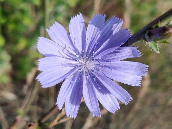 Espace VTT Massif de l'Aigoual - Circuit 2