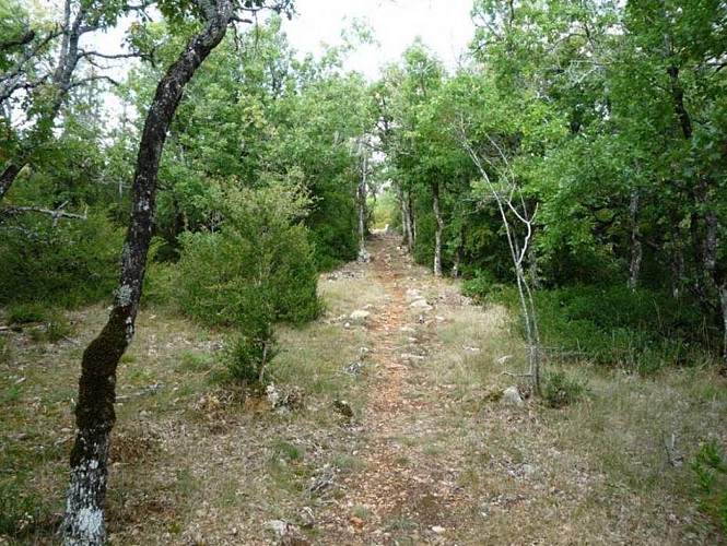 Sentier du bout du Causse à travers buis