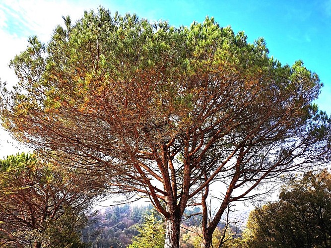 La Vallée de la Salindrenque - Escapades à vélo_Lasalle