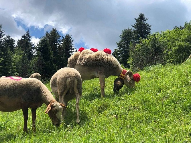 Espace VTT Massif de l'Aigoual - Circuit 3