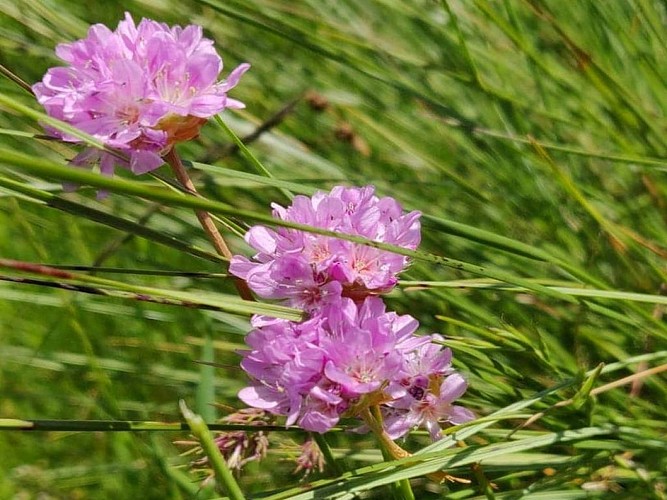 Espace VTT Massif de l'Aigoual - Circuit 3