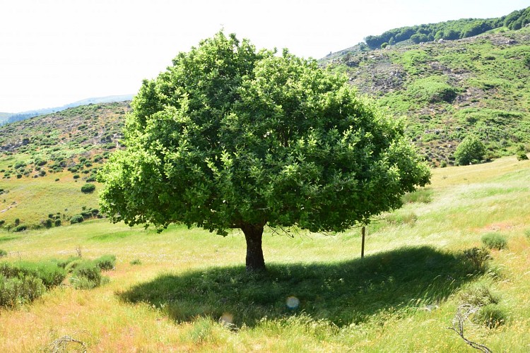 Sentier de Malpertus