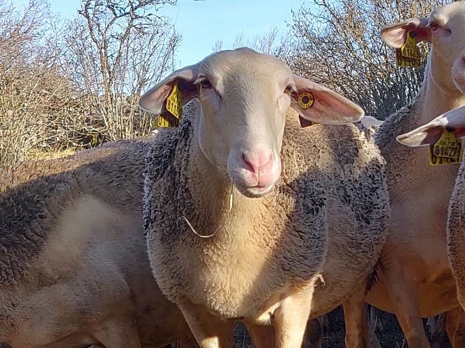 Espace Cyclosport Massif de l'Aigoual - Circuit 16