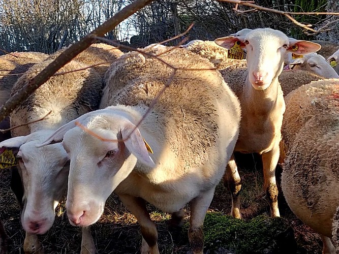 Incursion sur le Méjean_Meyrueis