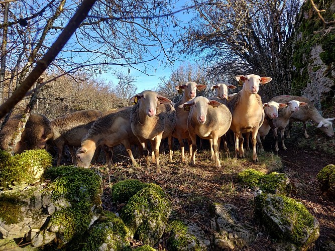 Incursion sur le Méjean_Meyrueis