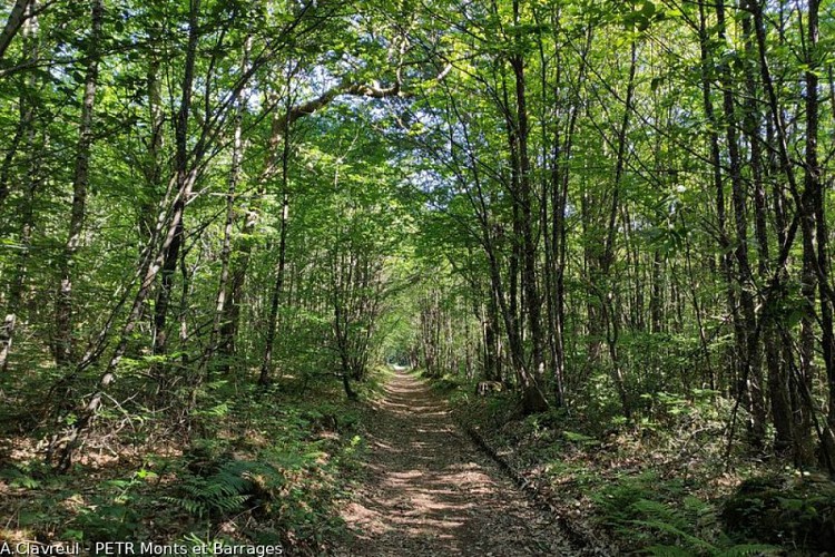 Dans la forêt prêt des Céréjauds