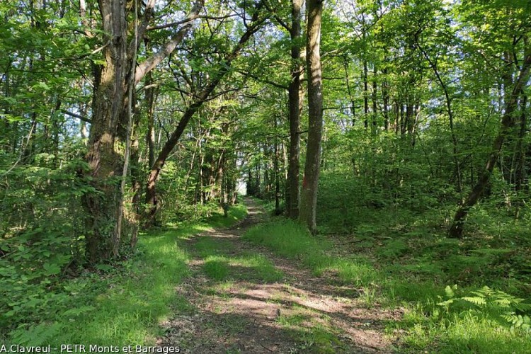 Dans le chemin du bois de Fleurat