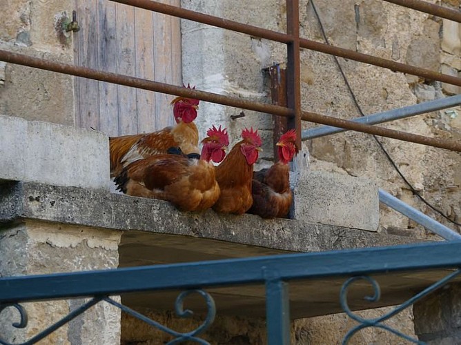 Des habitants du Chadenet !