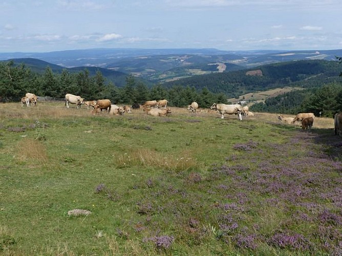 Station du mont Lozère