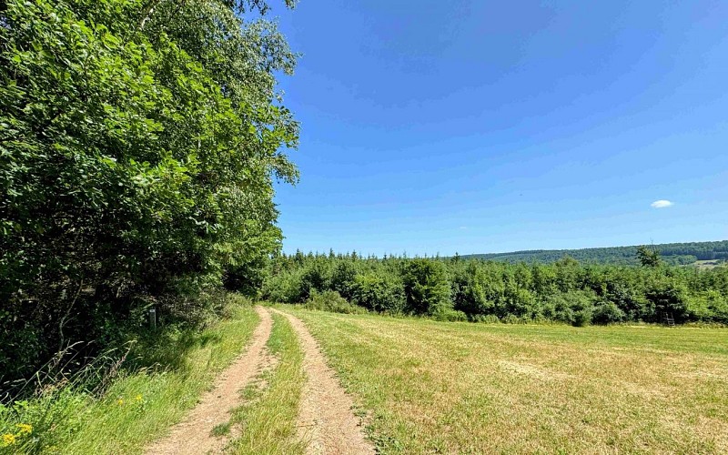 Tellin_variante_promenade_bois_de_machi©MTFSH-TEXTO_Pascal_Willems_(25)