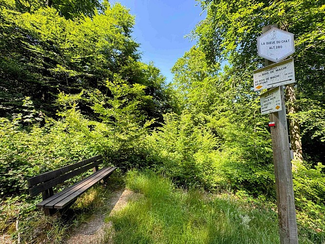 Tellin_variante_promenade_bois_de_machi©MTFSH-TEXTO_Pascal_Willems_(5)