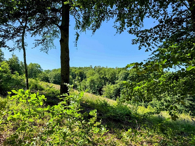 Tellin_variante_promenade_bois_de_machi©MTFSH-TEXTO_Pascal_Willems_(27)