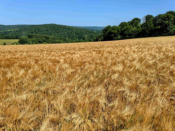 Tellin_variante_promenade_bois_de_machi©MTFSH-TEXTO_Pascal_Willems_(2)