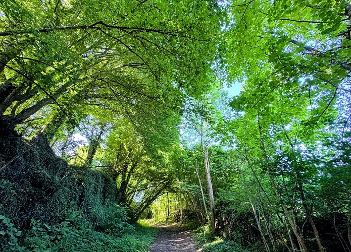 Tellin_promenade_entre_famenne_et_ardenne©MTFSH_TEXTO_Pascal_Willems_(53)