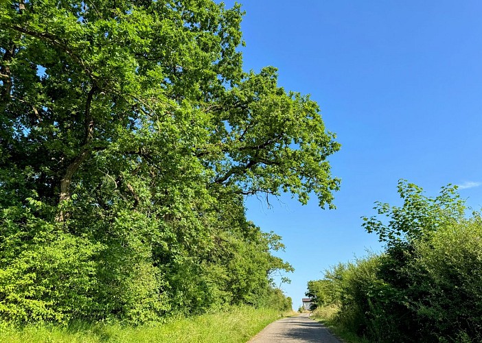 Tellin_promenade_entre_famenne_et_ardenne©MTFSH_TEXTO_Pascal_Willems_(10)
