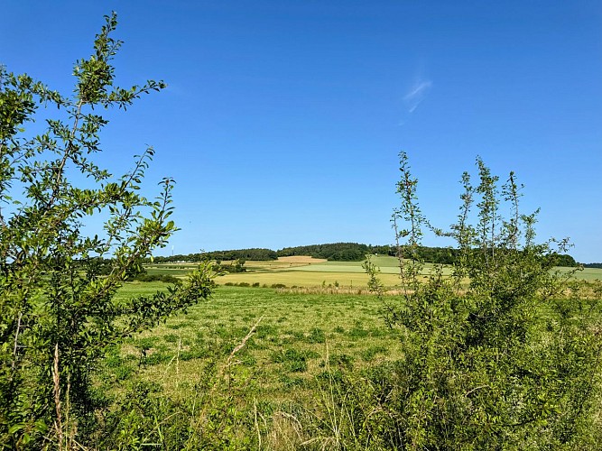 Tellin_promenade_entre_famenne_et_ardenne©MTFSH_TEXTO_Pascal_Willems_(12)