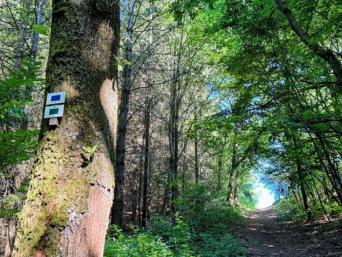 Tellin_promenade_du_pont_des_cloyes©MTFSH_TEXTO_Pascal_Willems_(39)