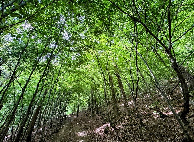 Tellin_promenade_du_pont_des_cloyes©MTFSH_TEXTO_Pascal_Willems_(91)