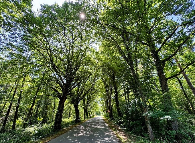 Tellin_circuit_de_la_reserve_domaniale©MTFSH_TEXTO_Pascal_Willems_(22)