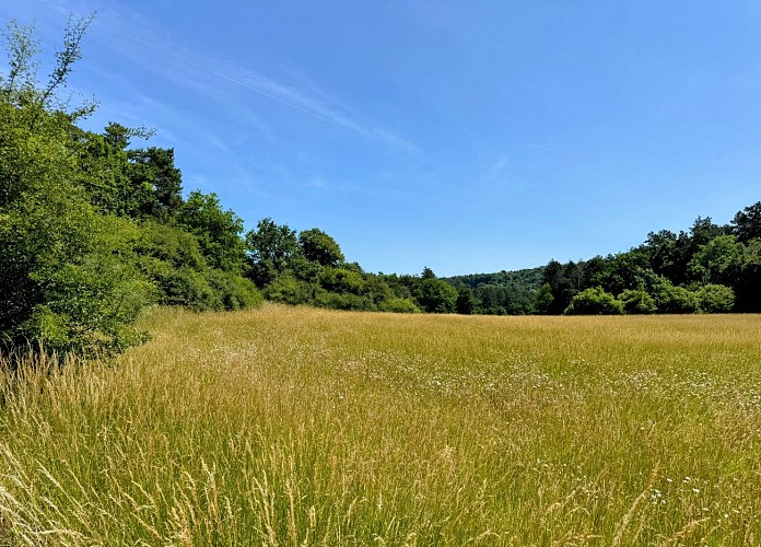 Tellin_circuit_de_la_reserve_domaniale©MTFSH_TEXTO_Pascal_Willems_(24)