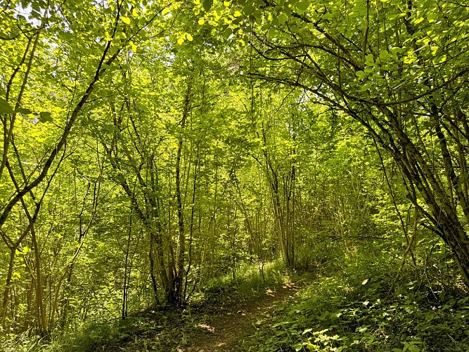 Tellin_promenade_du_trou_des_lutons©MTFSH_TEXTO_Pascal_Willems_(22)