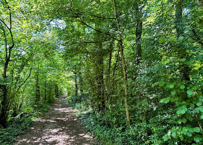 Tellin_promenade_du_trou_des_lutons©MTFSH_TEXTO_Pascal_Willems_(38)