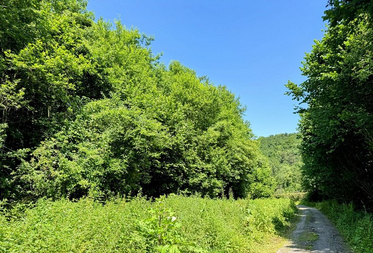 Tellin_promenade_du_trou_des_lutons©MTFSH_TEXTO_Pascal_Willems_(12)