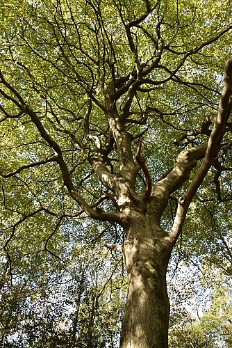 D'Angleur au Blanc-Gravier