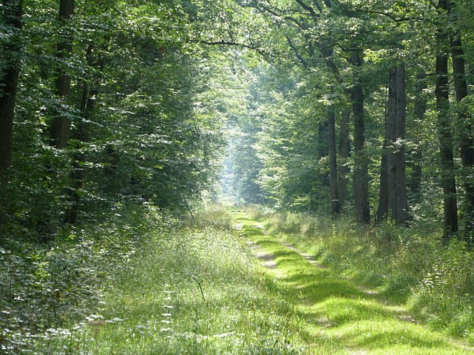 Sous-Bois-de-Sologne