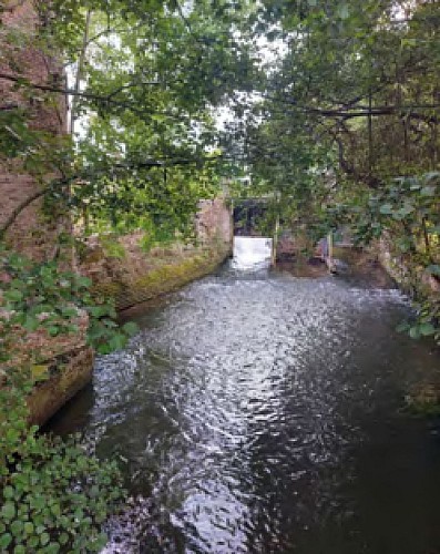 Le lavoir des osmeaux
