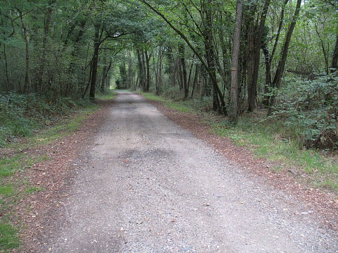 155.Bois des Vernou.Chemin des Cochons.