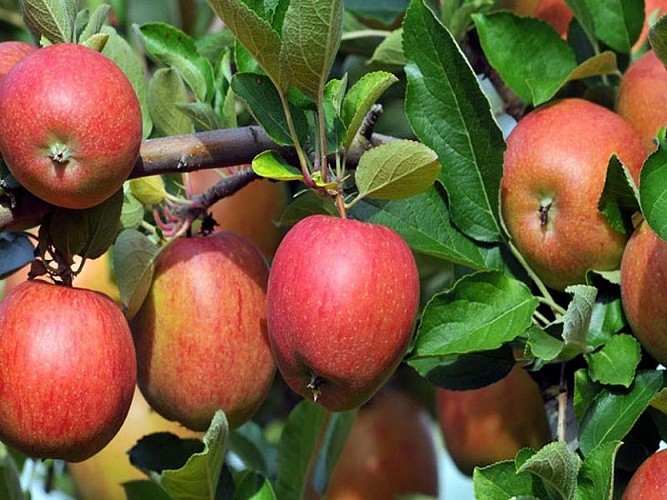 Sentier des Pêcheries Oubliées
