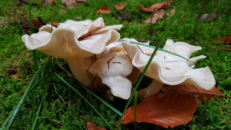 Nabiselle-Suhet-Colette Mottet (8)