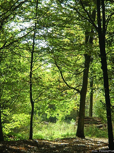 Houffalize - "Promenade Pont de Suhet"