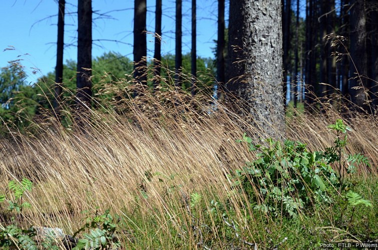 SOUPIRS (Commune EREZEE)