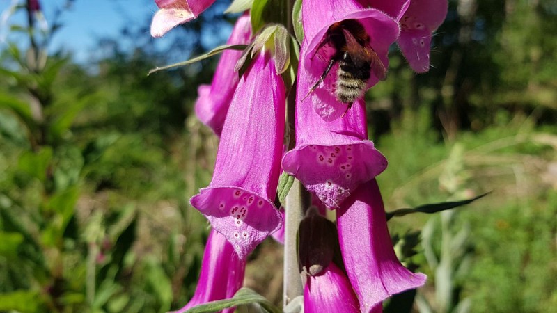 REFUGE (Fanzel Commune EREZEE)