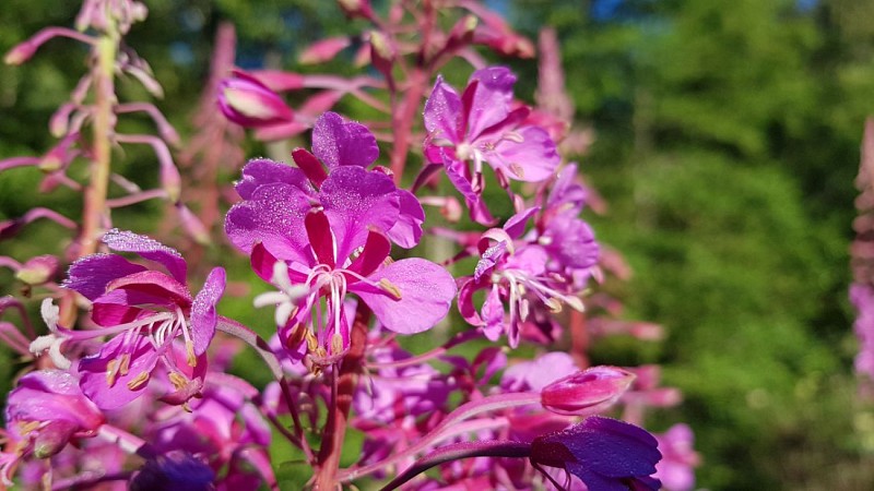 Achouffe - Promenade de la "Vallée des Fées" (27)