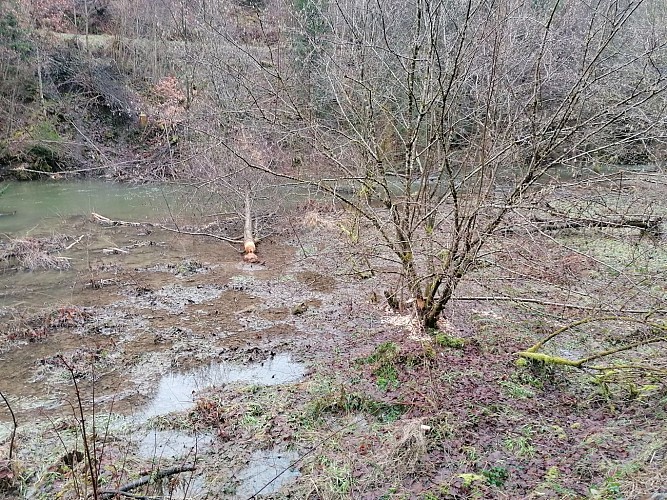 La Roche-en-Ardenne - "promenade Vallée des Tombes"