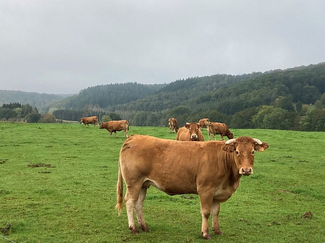 Wade les Mohons Rendeux Bas (Commune de RENDEUX)