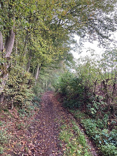 Wade les Mohons Rendeux Bas (Commune de RENDEUX)
