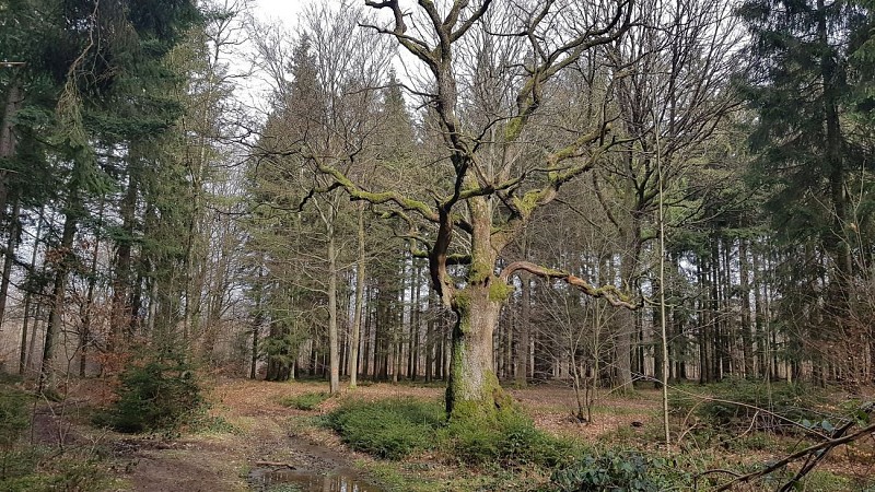Les Arbres Remarquables Waharday (Commune de RENDEUX)