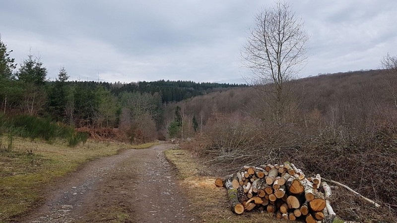 Les Arbres Remarquables Waharday (Commune de RENDEUX)