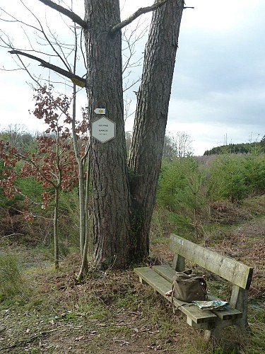 Les Pins Siamois - Hodister (Commune RENDEUX)