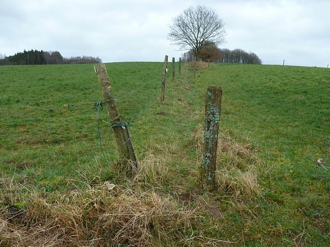Les Pins Siamois - Hodister (Commune RENDEUX)