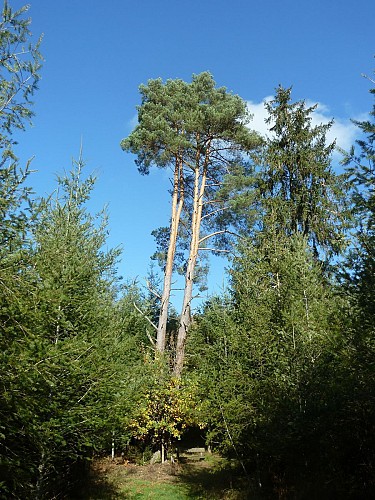 Les Pins Siamois - Hodister (Commune RENDEUX)