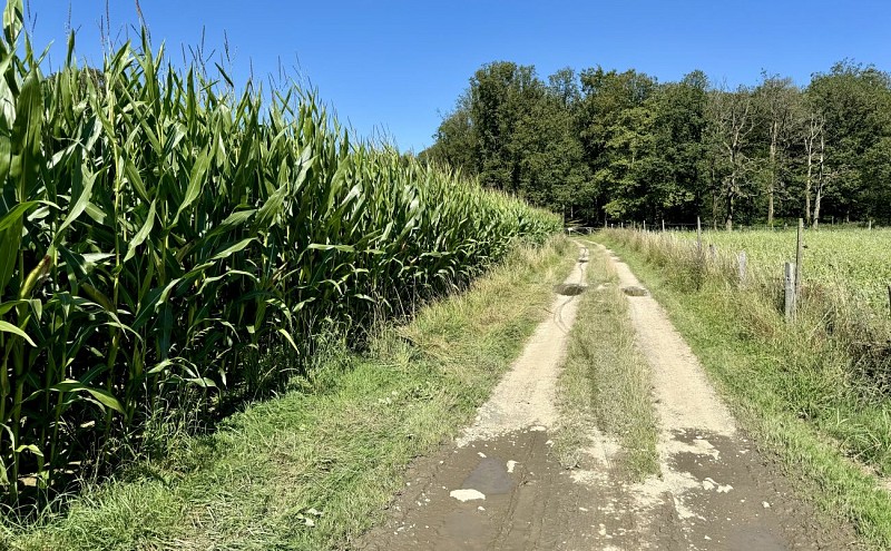 Rogifosse-et-fays-famenne©MTFSH-TEXTO_Pascal_Willems_(28)