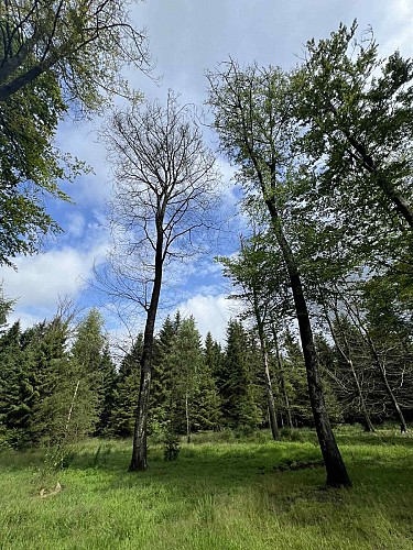 Fagne-odeigne-arbres