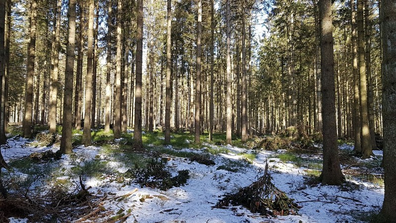 TOUR DE LA FAGNE D'ODEIGNE (Commune MANHAY)